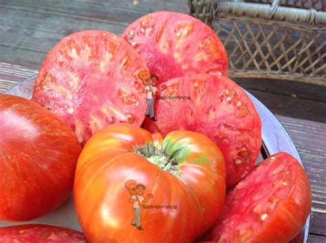 Very sweet fruits can grow . Dwarf Beauty King Tomato Seeds Available For Sale.
