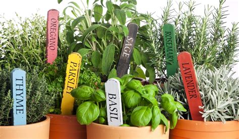 Herb Garden Facts Main Plants Growing And Caring Tips