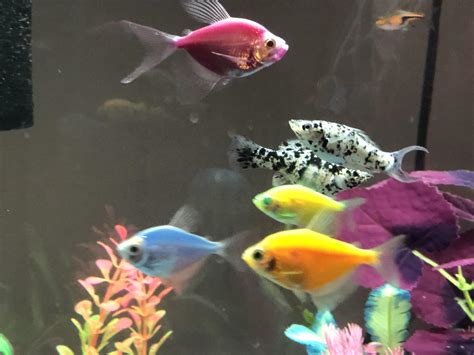 Glofish Breeding