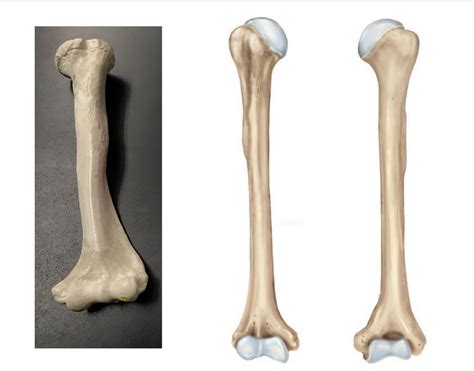 Bone Extremity Skeleton Or Single Bone Diagram Quizlet
