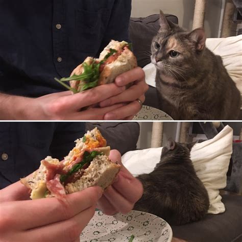 Hello There Human You Seem To Have A Tasty Looking Sandwich What
