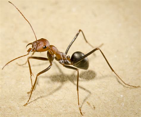 النمل الكبير