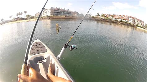 San Diego Fishing The Bait Master Reeling Up A Spotted Bay Bass Youtube