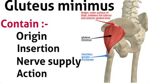 Gluteus Minimus Muscle Origin Insertion Nerve Supply And Action Youtube