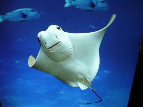 Manta Ray Rare Albino Animals Kingdom Animalia Manta Ray Underwater