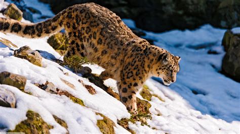 1920x1080 Snow Leopard Wallpaper Free Hd Widescreen Coolwallpapersme