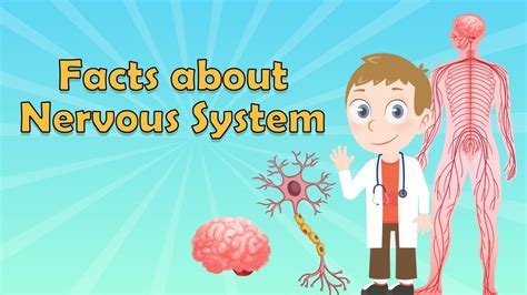 Nervous System For Kids Nervous System Facts What Is The Nervous