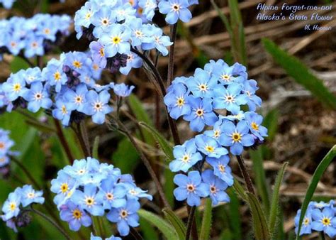 Alaskan Wildflowers ~ Alpine Forget Me Not ~ Alaskas State Flower ~ In