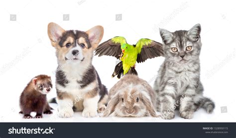 Large Group Pets Together Front View Stock Photo 1328950115 Shutterstock