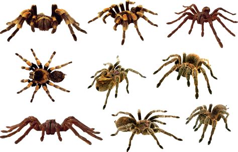 Araña Png