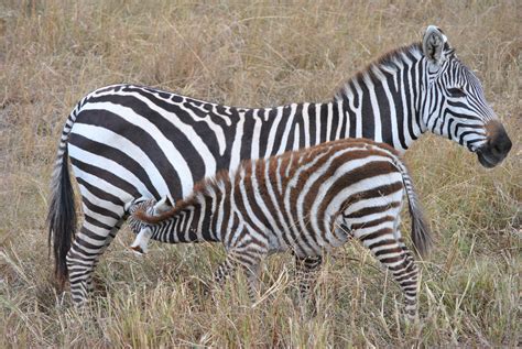 Mom And Baby Zebra Cebras Crias