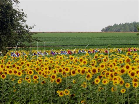 The Pack Rides Past A Sunflower Field During The Sixth Stage Of The