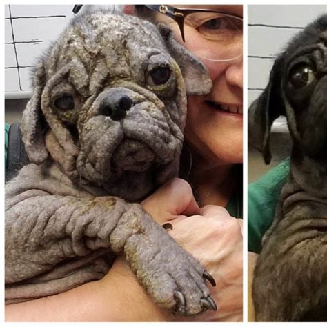 Abandoned Hairless Pug Gets Another Chance After A Dramatic
