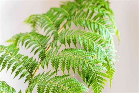 How To Grow And Care For Australian Tree Fern