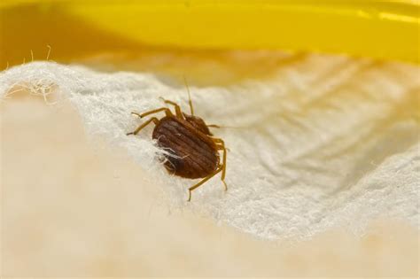 Does Lysol Kill Bed Bugs Explained