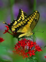 The Butterfly Flower Pictures