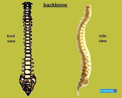 Andra and the backbone adalah grup musik yang dikomandani andra junaidi, yang juga personel dewa 19. Backbone. Causes, symptoms, treatment Backbone