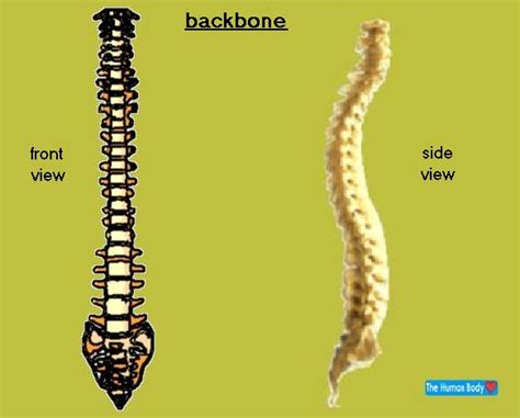 The human body is the structure of a human being. Backbone. Causes, symptoms, treatment Backbone