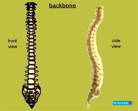 The occiput (co), also known as the occipital bone, is a flat bone that forms the back of the head. Mr. Joanides' Wiki Pages [licensed for non-commercial use ...