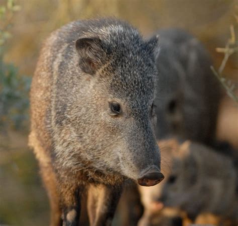 How To Deal With Javelinas