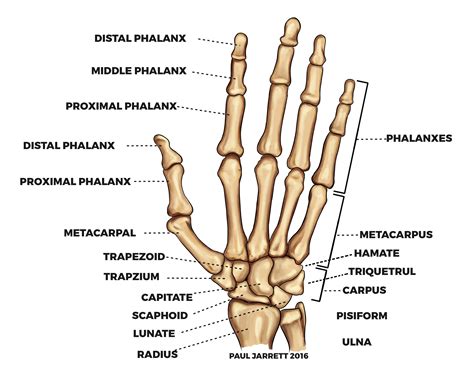 Anatomy Of The Hand Anatomy