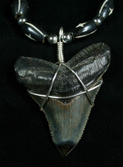 Serrated Megalodon Tooth Necklace For Sale 4966 FossilEra