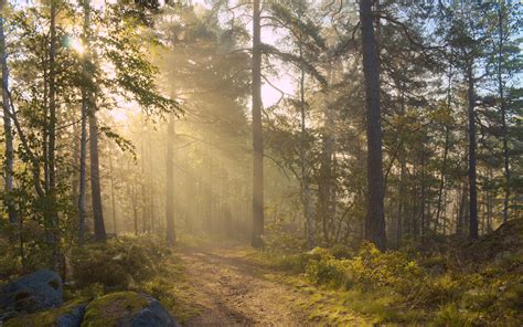 Download Wallpaper 3840x2400 Forest Trees Light Road Nature 4k