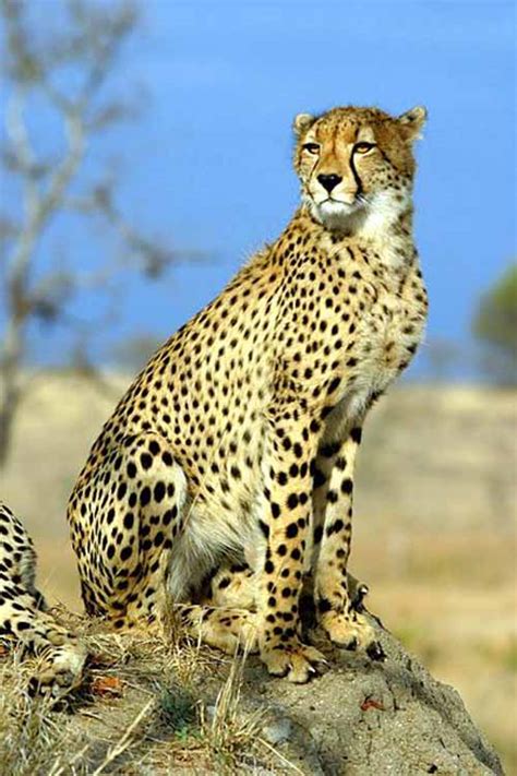 Top 10 Fastest Land Animals On Earth 20 Pics Amazing