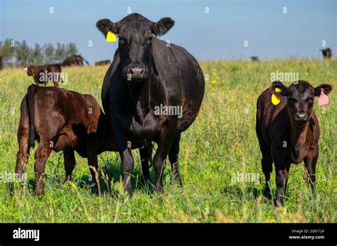 Angus Cow And Calf Hi Res Stock Photography And Images Alamy