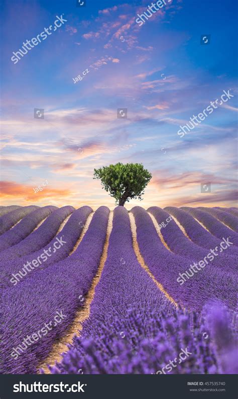 Beautiful Landscape Blooming Lavender Field Sunset Stock Photo