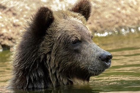 Grizzly Bear Portrait Photograph By Darrell Gregg Fine Art America