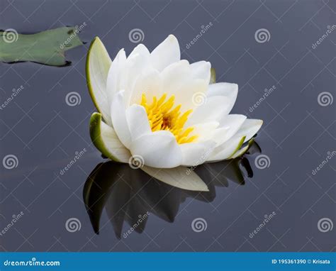 Delicate White Water Lily Flower Blooming With Yellow Middle And Its