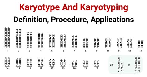 Karyotyping Definition Procedure Steps Applications