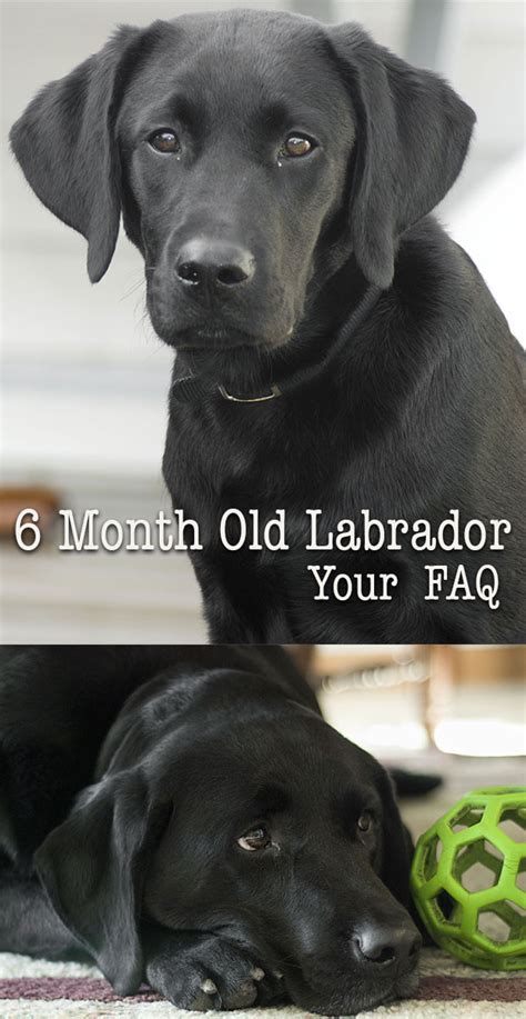 At 6 months old, they're half way through their first year and really kicking on (although not quite walking). Six month Labrador - Your Puppy Questions Answered