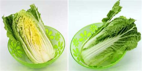 Types Of Cabbage Green Red White Savoy Napa And More
