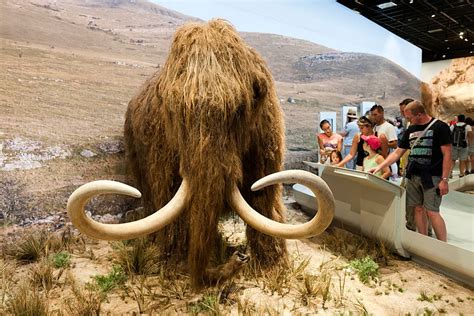 Are Scientists Attempting To Reincarnate The Woolly Mammoth By 2027