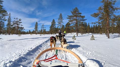Experience Dog Sledding In Swedish Winter Youtube