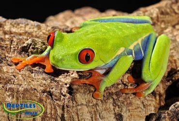 News, email and search are just the beginning. Whites Tree Frog Sheet - Reptiles by Mack