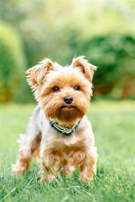 14 Things You Should Know Before Getting Your First Yorkie Petpress