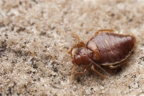 Bed Bugs Act Pest Control Canberra Pest Control Expert Rodent