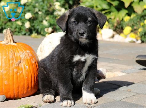 You may also find a newfoundland mix that has all the traits you want from the breed, but with a little extra thrown in. Milly | Newfoundland Mix Puppy For Sale | Keystone Puppies