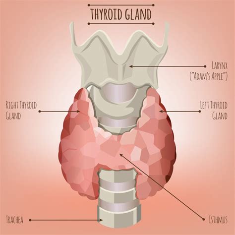 Thyroid Gland Anatomy Human Internal Organ Stock My XXX Hot Girl