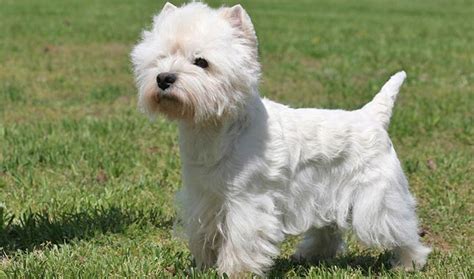 Cesar dog food has a variety of dry foods, wet foods, and treats. Breed Information About the West Highland White Terrier