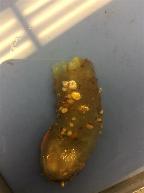 Tunicate Dissection Marine Inverts And Ecology Sfsu