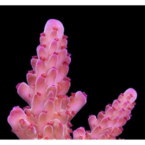 ORA Aquaculture MIMF Pink Blush Willasae Acropora Oceans Garden