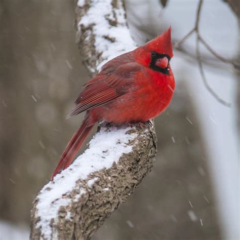 Cardinal In The Snow Photograph By Cathy Kovarik Fine Art America