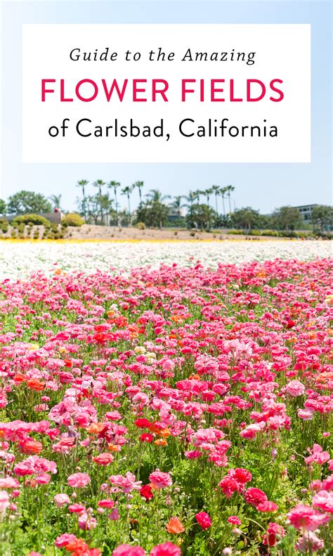 The Flower Fields Of Carlsbad Is One Of The Most Beautiful Places In