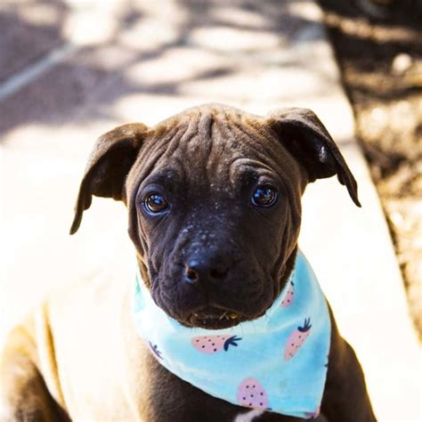 Welcoming home a dog is an exciting time filled with new challenges. Charlotte ~ Mastiff x Boxer puppy (On Trial 9/9/18 - Medium Female Boxer x Mastiff Mix Dog in ...