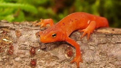 Study Suggests Salamanders Could Hold The Key To Human Limb