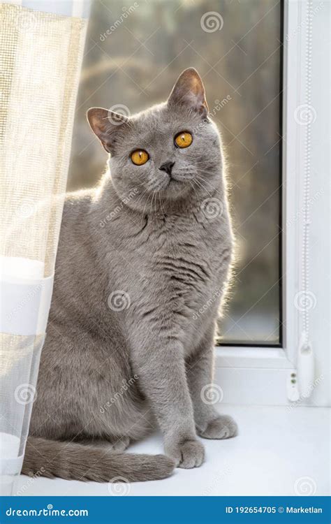 Beautiful British Grey Cat With Orange Eyes Sitting On A Windowsill